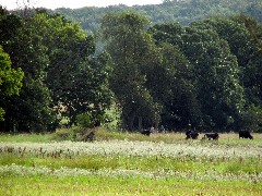 cows; IAT; Kettle Moraine, WI